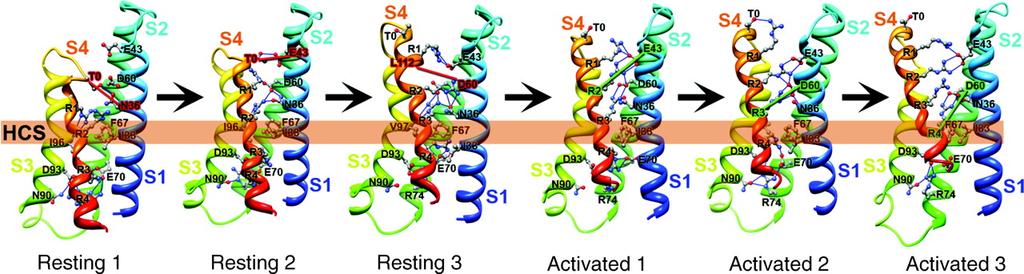 here Voltage-gated Ion Channels S4 helix is the voltage