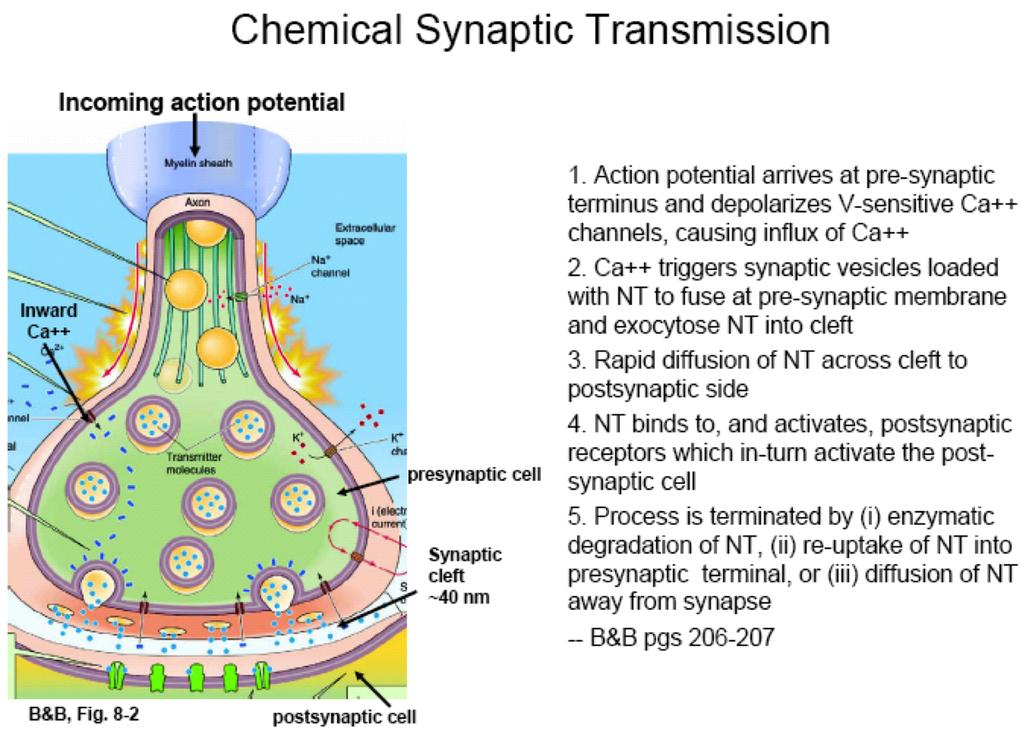 2/2/15 Synaptic Transmission Release of neurotransmitter from the
