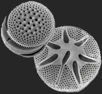Diatoms Around half of the 12,000 known species are marine Most are planktonic Store excess energy as an oil which also aids in buoyancy Tiny pores in shell used for gas/nutrient exchange Some