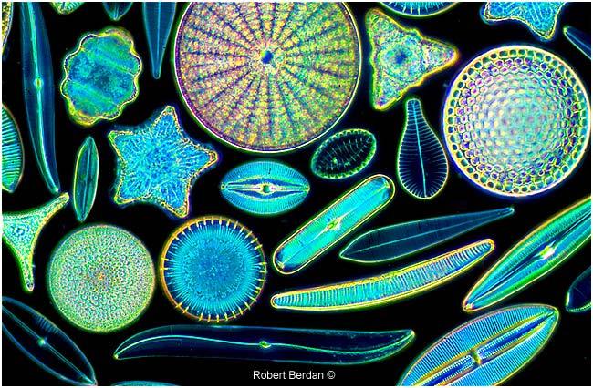 Diatoms Diatoms Mainly reproduce by cellular division (a form of asexual reproduction) In this type of reproduction, the cell divides and each result cell gets onehalf of the frustule.
