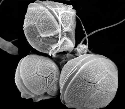 Dinoflagellates Dinoflagellates Most species live in marine environment