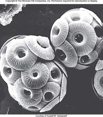skeleton of silica Two flagella of varying