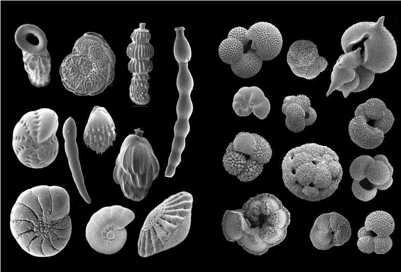 Protozoa Foraminiferans (forams) Exclusively found in marine community Found on sandy