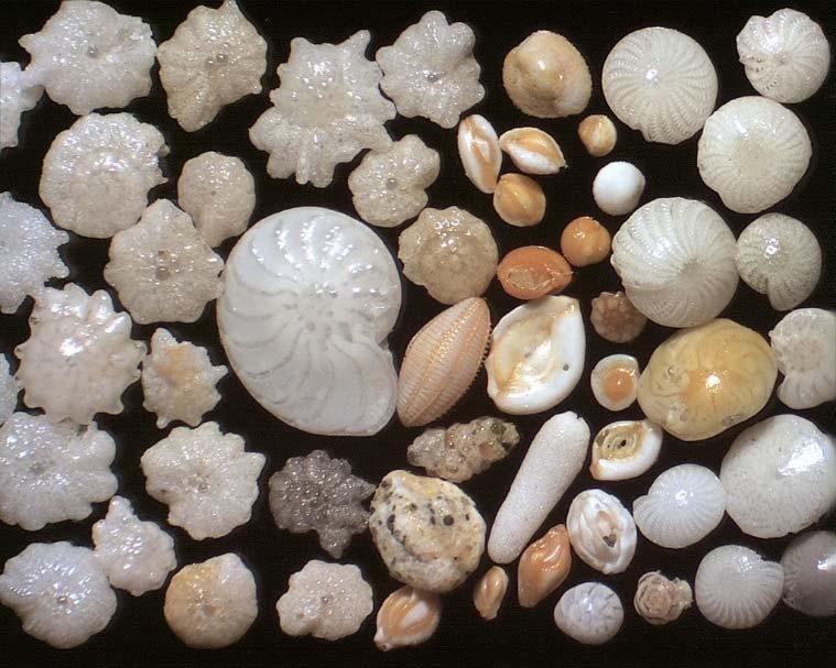 calcareous material on coral reefs or sandy beaches Pseudopods (false feet) extend