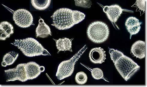 Protozoa Radiolarians Planktonic, mostly microscopic, although