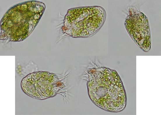 Protozoa Ciliates Cilia present for