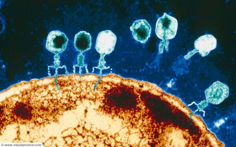 Viruses Viruses in the Marine Community: They are common in marine waters They can infect bacteria, plankton, fish, sea turtles and marine mammals Lysis