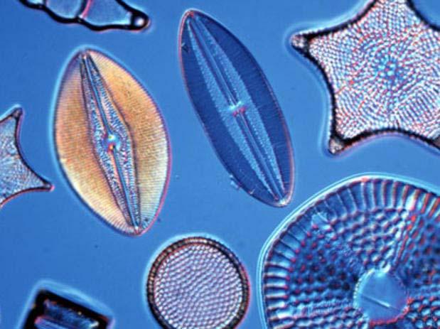 Diatoms Diatoms: Photosynthetic Yellow-brown color in life is a result of photosynthetic pigments, chlorophyll A and C and