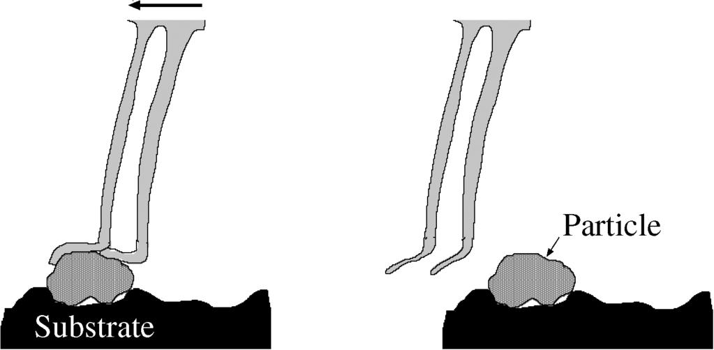 Biological adhesion for locomotion: basic principles 1157 Figure 11. Removal of dirt particle by lateral shear (scratch motion). Figure 12. A gecko climbing a bamboo tree.