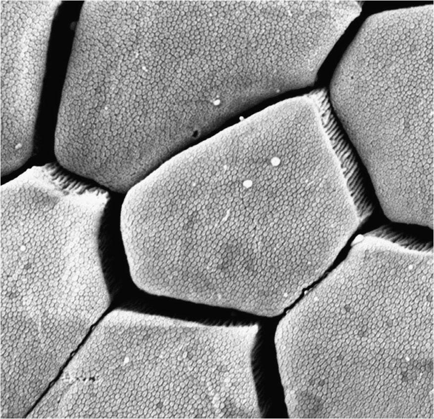 The diameter of one hexagonal block is of order 10 µm. Adapted from [43]. Figure 15. Magnified view of tree frog toe pad.