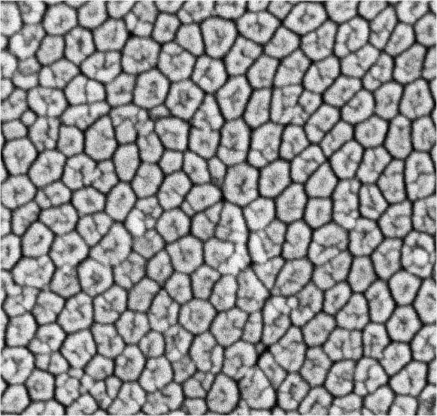 Biological adhesion for locomotion: basic principles 1161 Figure 16. High magnification view of the surface of a single hexagonal cell showing peg-like projections. Adapted from [43].