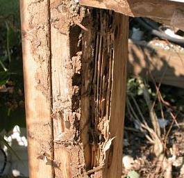 The good news is that if termites have gotten into some wood framing, it takes a long time before it causes enough damage to affect the structure. Early detection is important. Where do the Live?