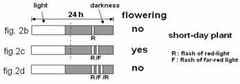III-4~ 5. (1.0 point each) How does a plant actually measure photoperiod? Pigments called phytochromes are part of the answer. Phytochrome is a photoreceptor that spec ifically detects red light.