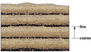 2. Graded bedding: Grain size changes from finer at the top to coarser at the bottom.