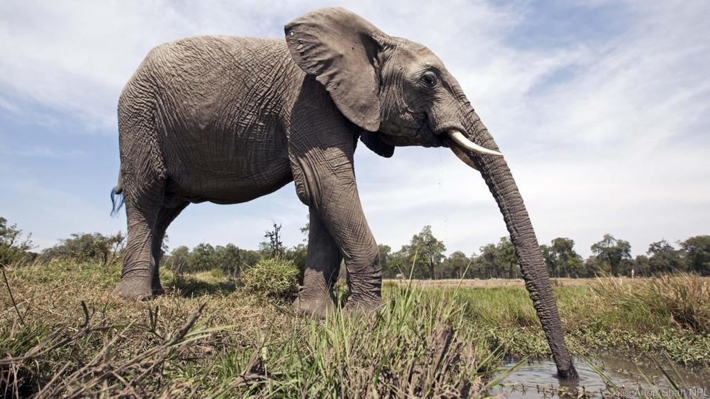 Mature African Elephant Trunk Length 8 measurements Find 5.6, 6.07, 6.64, 5.91, 6.30, 6.55, 6.19, 5.