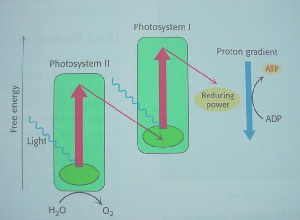 CHLOROPLASTS, CALVIN CYCLE, PHOTOSYNTHETIC ELECTRON TRANSFER