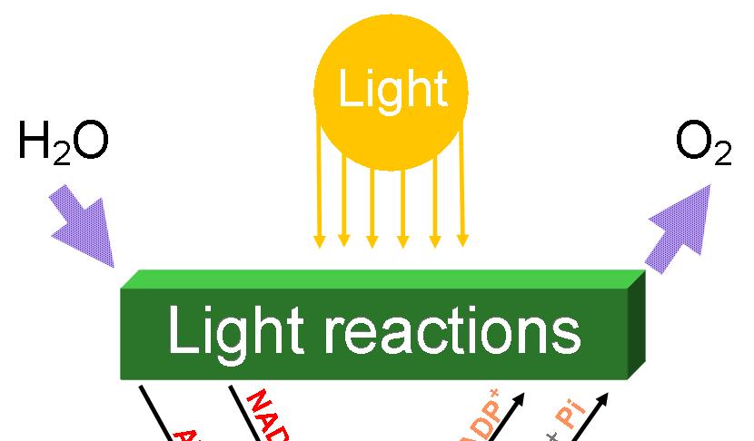 Steps/out line of Photosynthesis Light Reactions of Photosynthesis converts solar energy into potential energy.