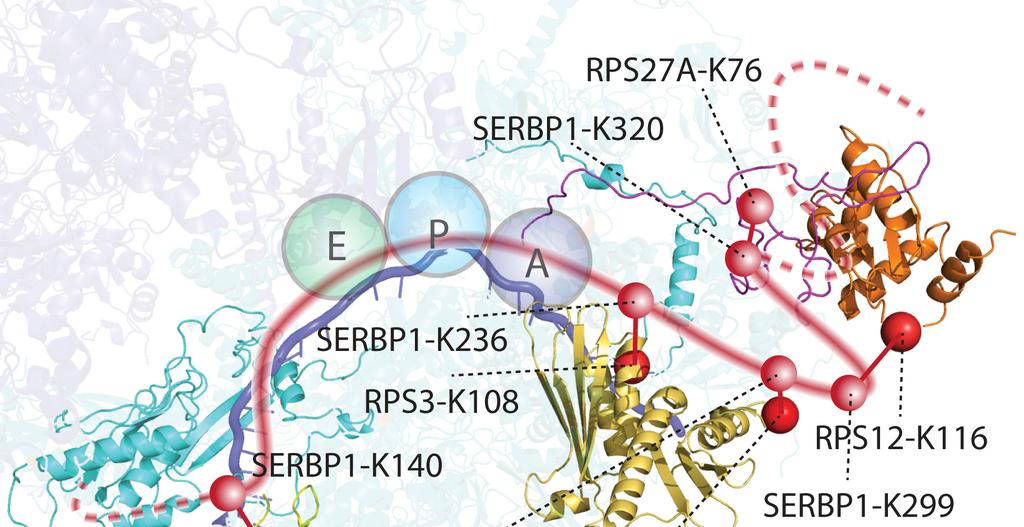 Supplementary Figure 4 The schematic positioning of SERBP1 onto the rabbit 80S ribosome in complex with a 34-nt mrna fragment