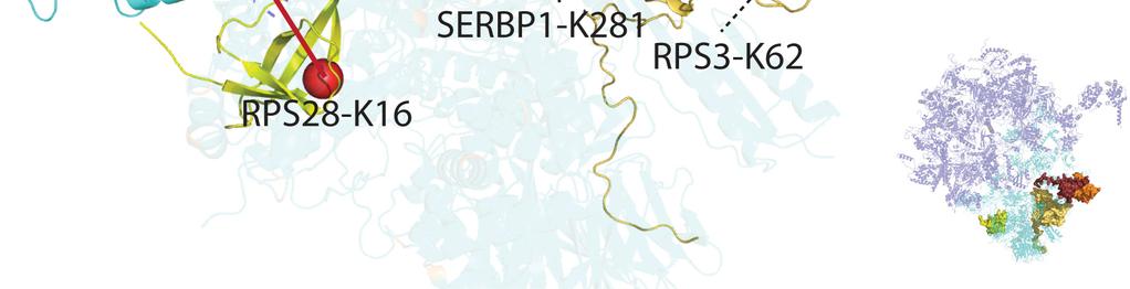 Our cross-linking data on SERBP1 is highly in agreement with the cyro-em structure of the 80S ribosome bound mrna fragment.
