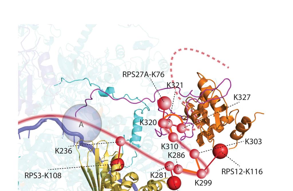 Supplementary Figure 5 A zoomed-in view of the five intraprotein cross-links of SERBP1.