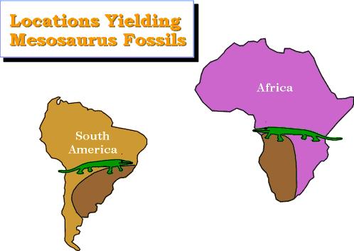 Wegener s Clues Shape- The continents seem to fit together. Fossils- Mesosaurus fossils were found in S. America and Africa.