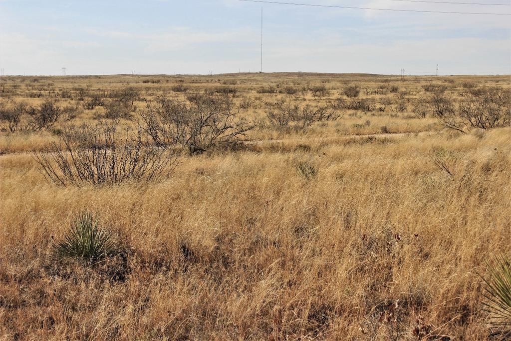Above Normal Grass Production in Andrews County (left) and Motley County (right) 9 Here are