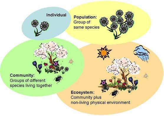 WHAT IS BIOLOGICAL DIVERSITY? Species come together to form communities. Communities come together to form ecosystems.