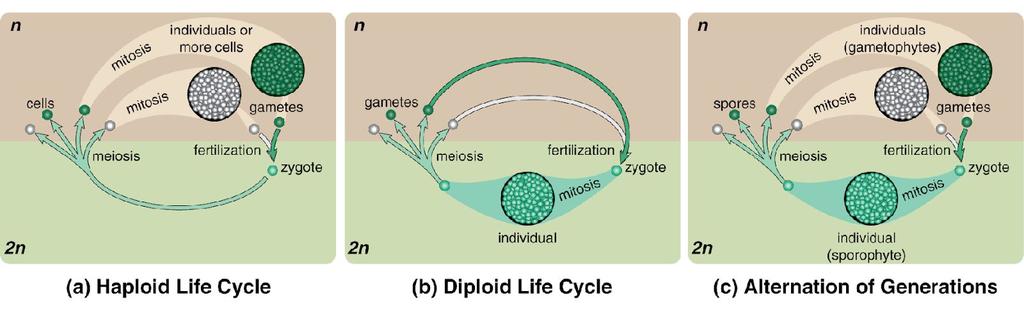 Sexual Reproduction and Life Cycles Sexual reproduction occurs in a cycle. Diploid parents produce haploid gametes that unite and develop into diploid adults, which repeat the cycle.
