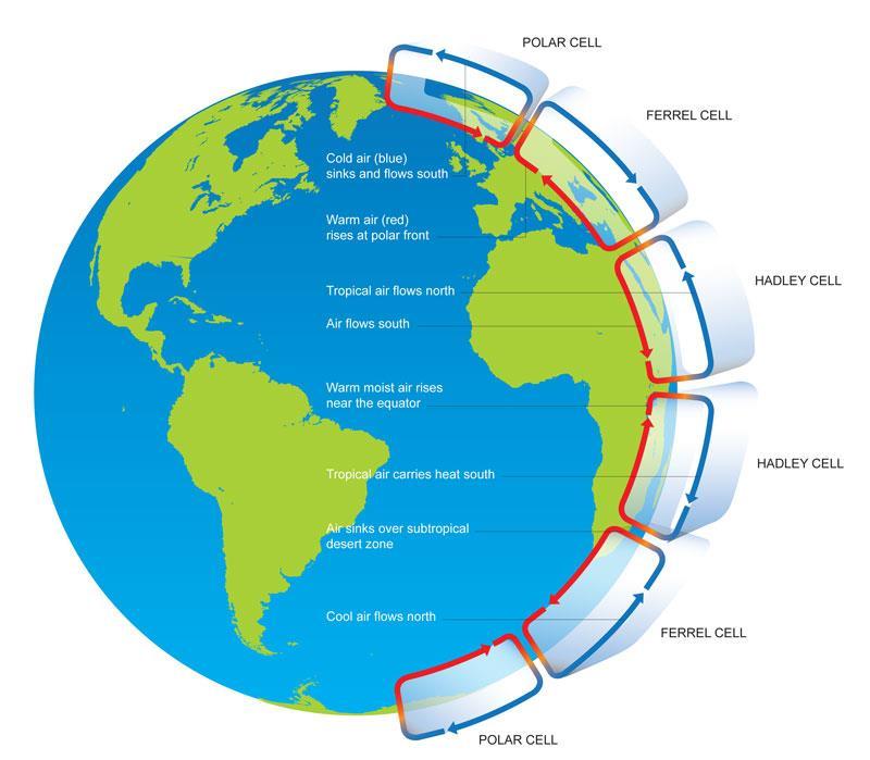 CORIOLIS EFFECT AIR CIRCULATION Coriolis effect deflects direction of movement of the masses of the air flowing from poles to equator to westbound for Hadley and polar cells For Ferrel cells Coriolis