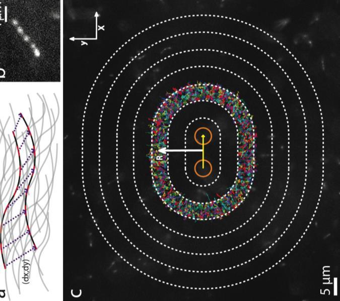 We investigate molecular mechanics of crowded and entangled DNA and Actin Mapping
