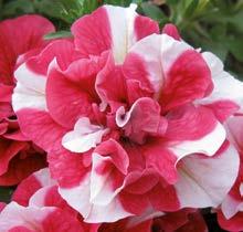 flowered petunia series for hanging baskets.