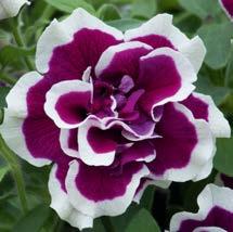 Grows to 16 in the landscape How How to to order: order:
