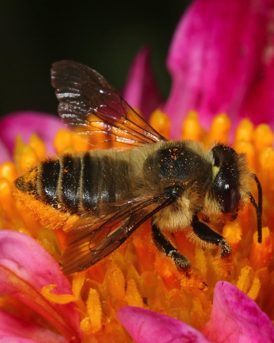 Pollinator Conservation Tools and Resources Xerces Society for Invertebrate