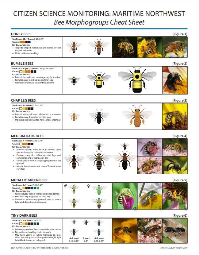 Introduction to bee and butterfly