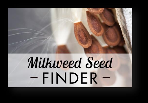 Milkweed Seed