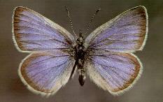 butterfly to go extinct due to human activities Main Office: Portland, Oregon Regional Offices: California, Connecticut, Iowa, Maine, Minnesota, Nebraska,