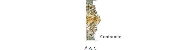 Contourites and associated sediments controlled by deep-water circulation processes: State
