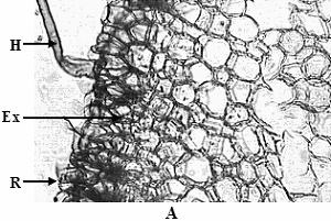 The vascular elements consist of xylem and phloem. The metaxylem vessels are few (one for each bundle) and 2-3 protoxylem vessels, with high lignified cell walls.