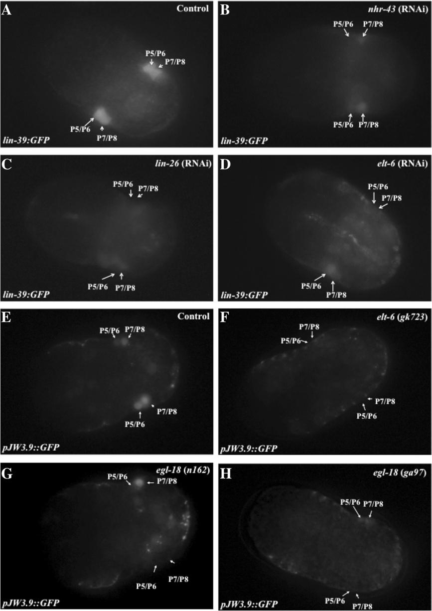 Liu et al. BMC Developmental Biology 2014, 14:17 Page 10 of 21 Figure 5 NHR-43, LIN-26, ELT-6 and EGL-18 are necessary for lin-39::gfp expression in the embryo.