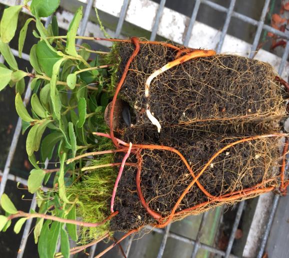 Blueberry root system Shallow rooting system mainly concentrated near the soil surface Roots that are larger than 1mm in diameter act as anchors and transport water and nutrients The next roots are