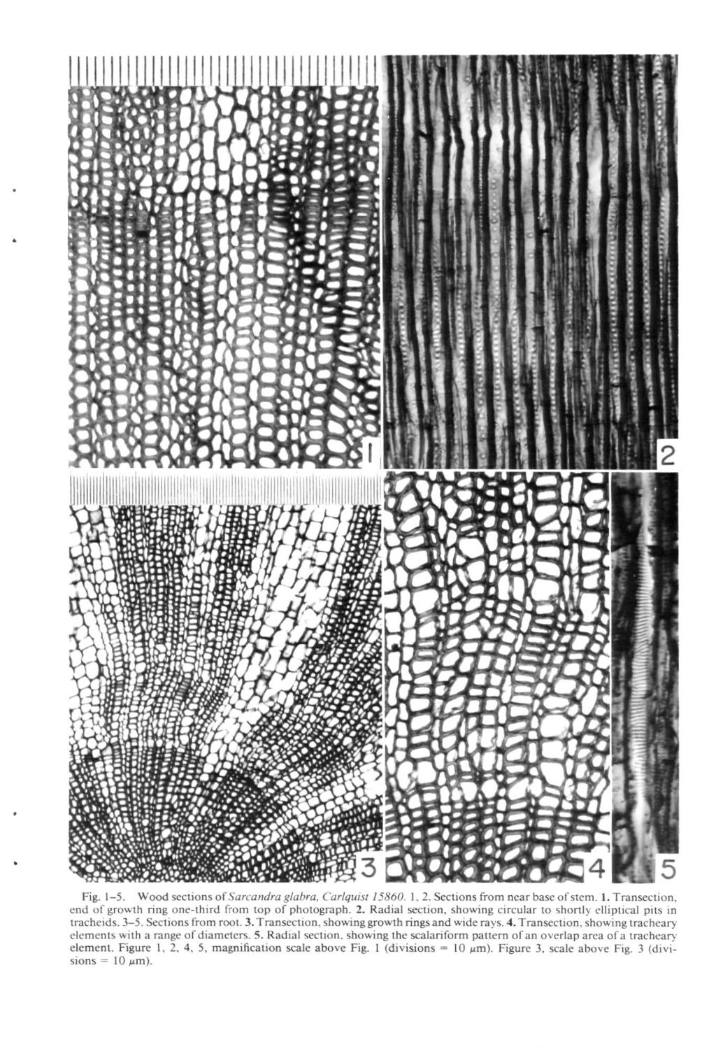 Fig. 1-5. Wood sections of Sarcandra glabra, Carlquist 15860. 1. 2. Sections from near base of stem. 1. Transection, end of growth ring one-third from top of photograph. 2. Radial section, showing circular to shortly elliptical pits in tracheids.