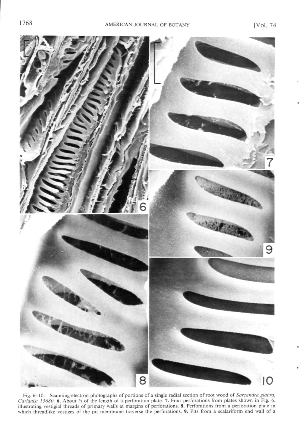 1768 AMERICAN JOURNAL OF BOTANY [Vol. 74 Fig. 6-10. Scanning electron photographs of portions of a single radial section of root wood of Sarcandra glabra. Carlquist 15680. 6. About % of the length of a perforation plate.