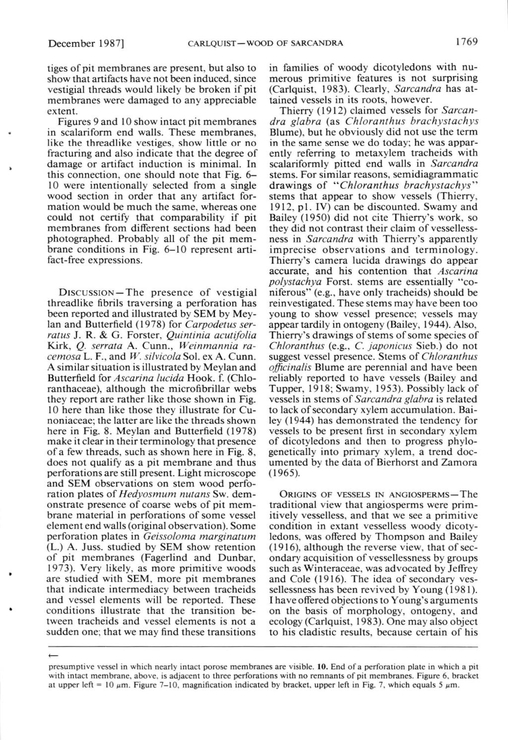 December 1987] CARLQUIST WOOD OF SARCANDRA 1769 tiges of pit membranes are present, but also to show that artifacts have not been induced, since vestigial threads would likely be broken if pit