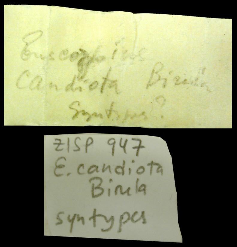 Fet et al.: Three More Species of Euscorpius Confirmed for Greece 11 Figure 21: Euscorpius candiota Birula, 1903, museum labels (ZISP).