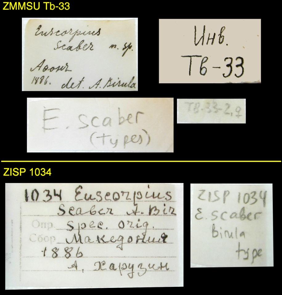 4 Euscorpius 2013, No. 165 Figure 2: Original type series labels of Euscorpius scaber Birula, 1900.