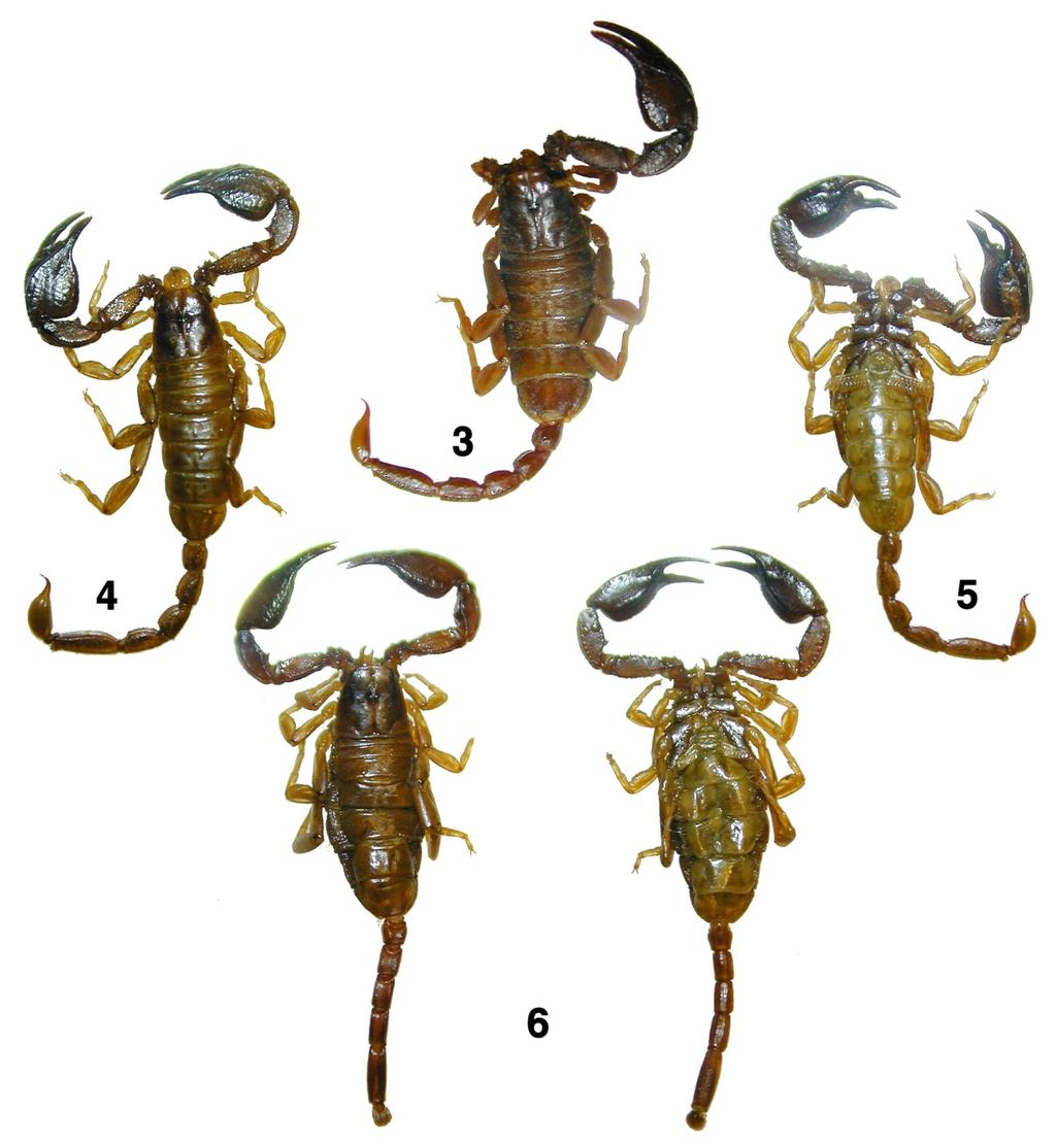 6 Euscorpius 2013, No. 165 Figures 3 6: Euscorpius scaber Birula, 1900, type specimens. 3. Female paralectotype, dorsal view. 4 5. Male lectotype, dorsal and ventral views. 6. Female paralectotype, dorsal and ventral views.