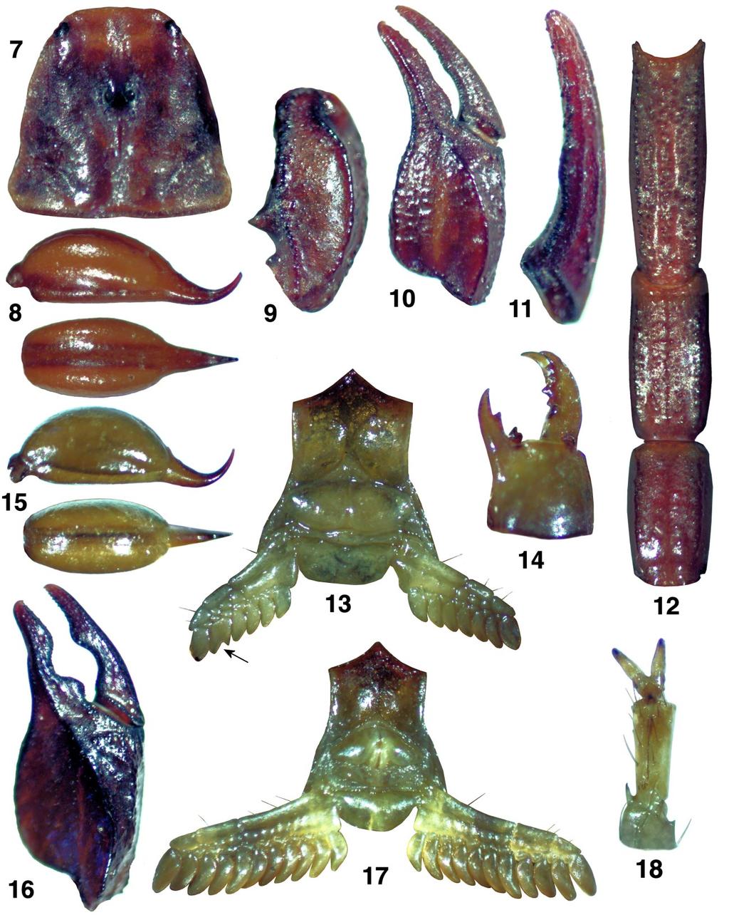 Fet et al.: Three More Species of Euscorpius Confirmed for Greece 7 Figures 7 18: Euscorpius scaber Birula, 1900, Mt. Athos, Greece. 7 14. Female paralectotype. 15 18. Male lectotype. 7. Carapace. 8.