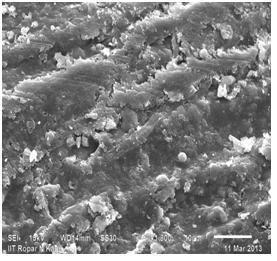 The loaded SEM images show the adsorption of Rhodamine-B on the Pigeon Dropping. In Figure 9(b), the surface of particle after adsorption, the pores and surfaces of adsorbent were covered by dye.