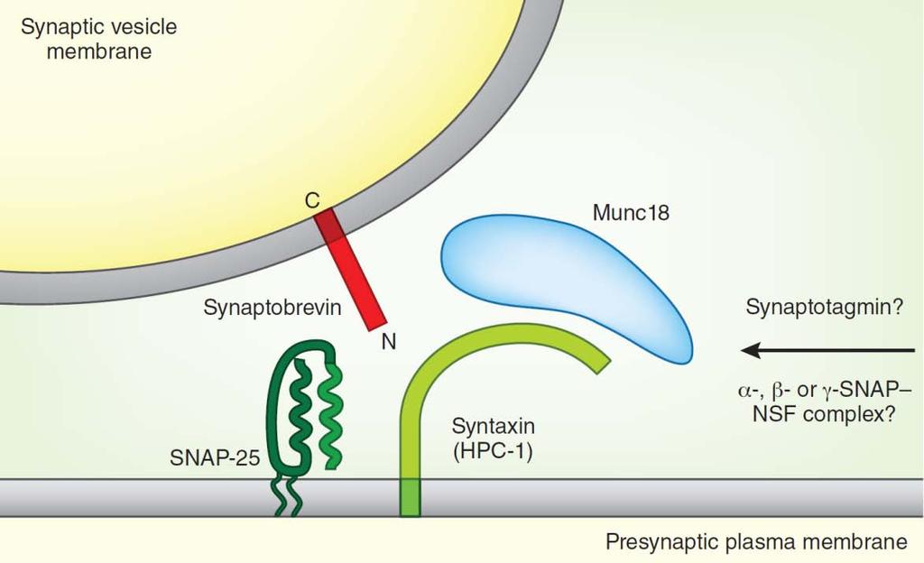 Synaptobrevin, SNAP-25, and syntaxin form a complex, known as SNARE complex (J. Rothman laboratory; 1993) Munc18 is not by-stander but central actor in membrane fusion 3.