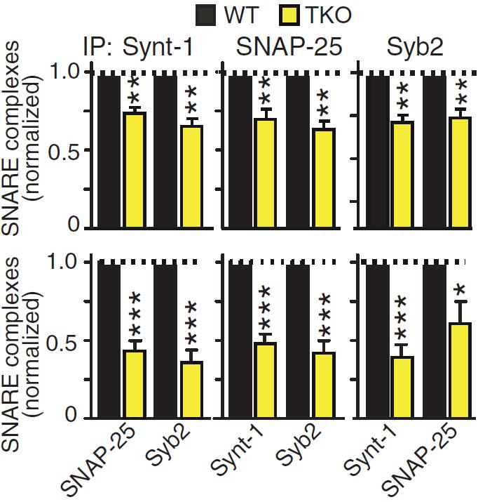 Deletion of Synucleins Causes Age-Dependent Impairment of SNARE-Complex